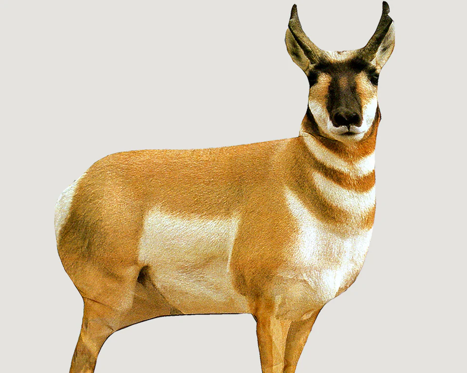 MONTANA DECOY Antelope Buck (6) - 0003